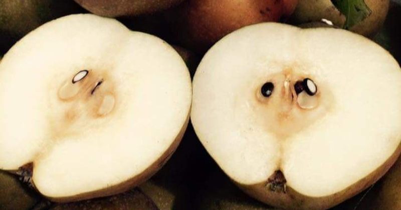 Bà đẻ có thể yên tâm ăn quả mắc cọp (Ảnh: Sưu tầm Internet)