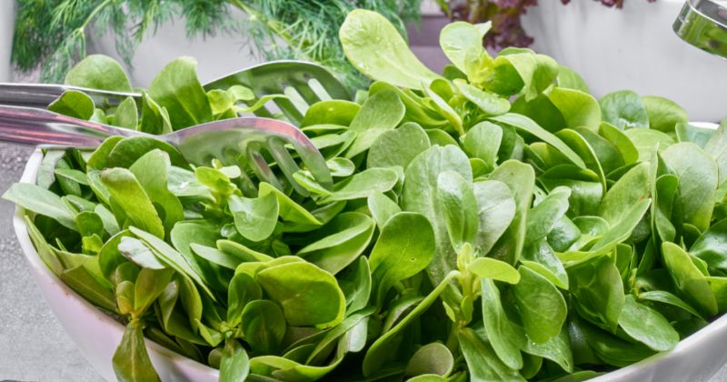 Ăn cải bó xôi sau sinh rất tốt cho sức khỏe phụ nữ (Ảnh: Sưu tầm Internet)