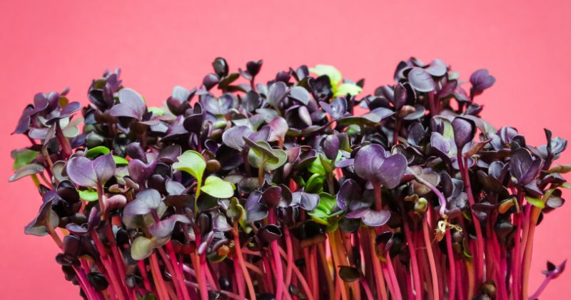 Sau sinh ăn cải xoong giúp chống ung thư hiệu quả (Ảnh: Sưu tầm Internet)