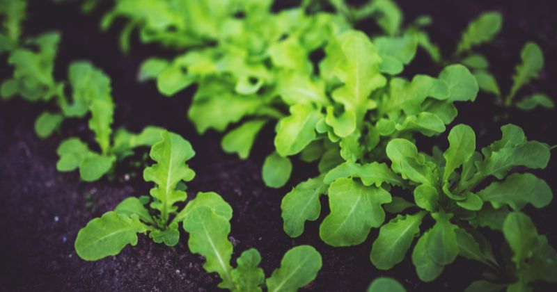 Ăn rau cải đắng có tác dụng chữa ung thư hiệu quả (Ảnh: Sưu tầm Internet)