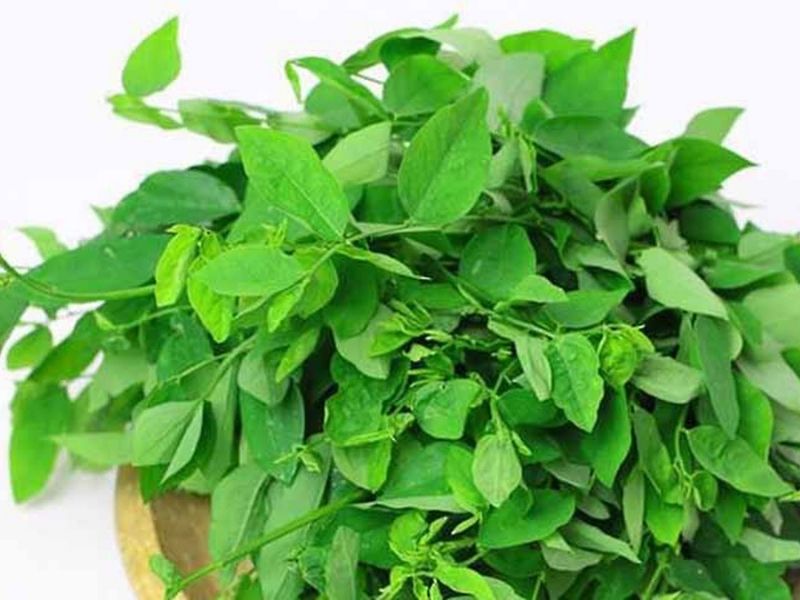 Rau ngót giúp tăng sản xuất sữa mẹ đầy dinh dưỡng. (Ảnh: Nguồn Internet)