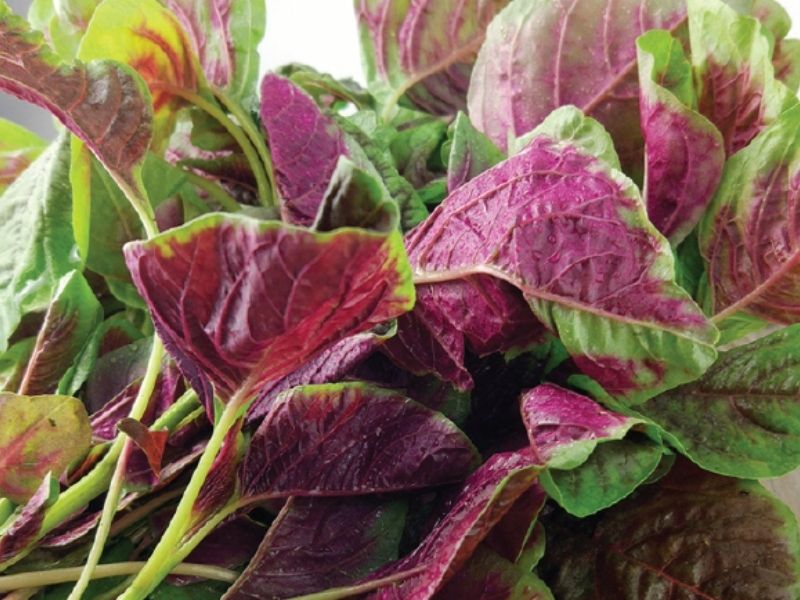 Dùng rau dền, lượng sữa của mẹ sẽ thanh mát, giàu chất sắt. (Ảnh: Nguồn Internet)