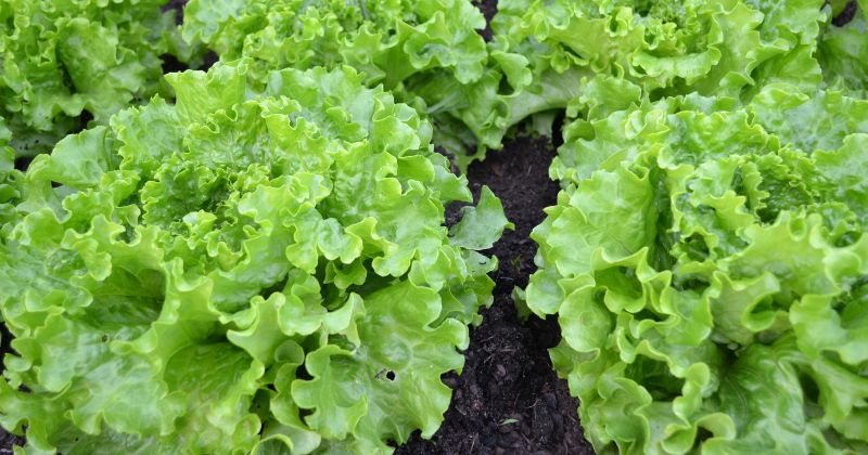 Mẹ bị đau dạ dày không nên ăn rau xà lách (Ảnh: Sưu tầm Internet)