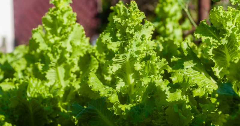 Mẹ sau sinh ăn xà lách sống có thể mắc các bệnh về tiêu hóa ( Ảnh: Sưu tầm Internet)