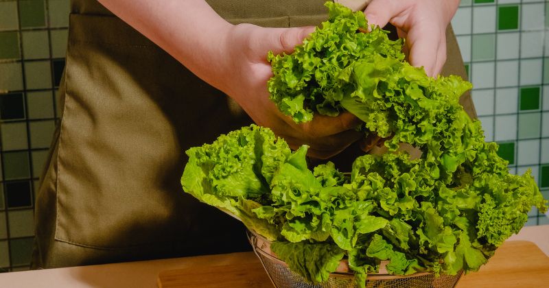 Mẹ đang sử dụng thuốc đông máu không nên ăn rau xà lách (Ảnh: Sưu tầm Internet)