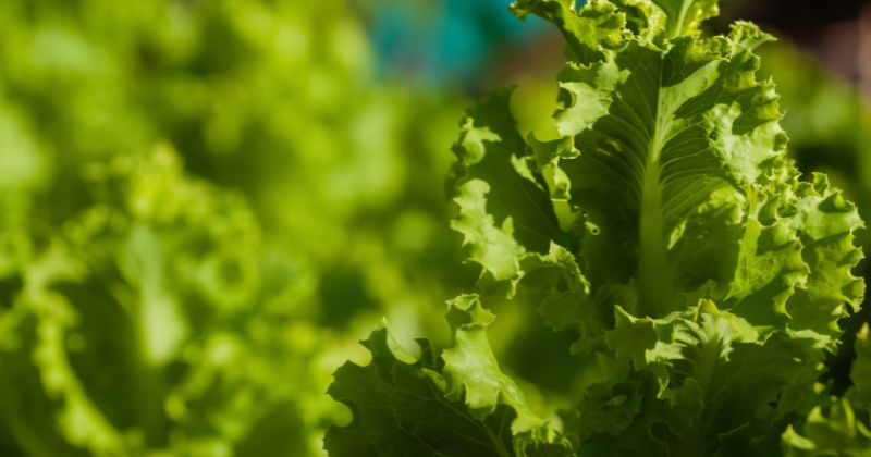 Mẹ dễ bị cảm cúm không nên ăn rau xà lách (Ảnh: Sưu tầm Internet)