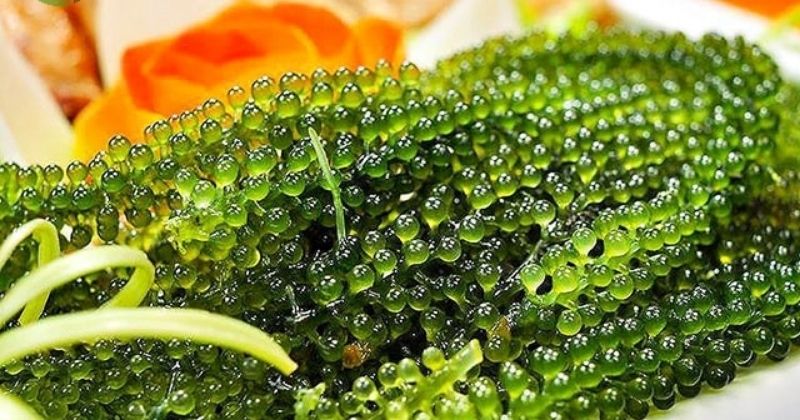 Ăn rong nho sau khi sinh giúp tăng cường hệ miễn dịch (Ảnh: Sưu tầm Internet)