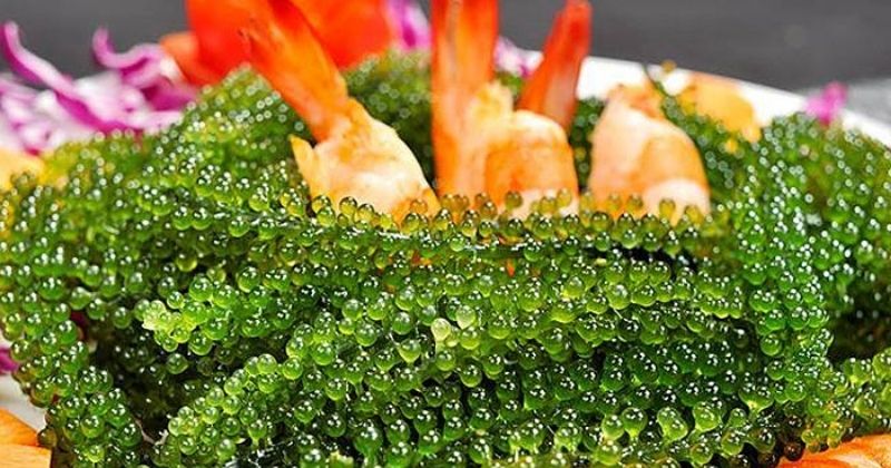 Salad rong nho tôm sốt mè rang (Ảnh: Sưu tầm Internet)