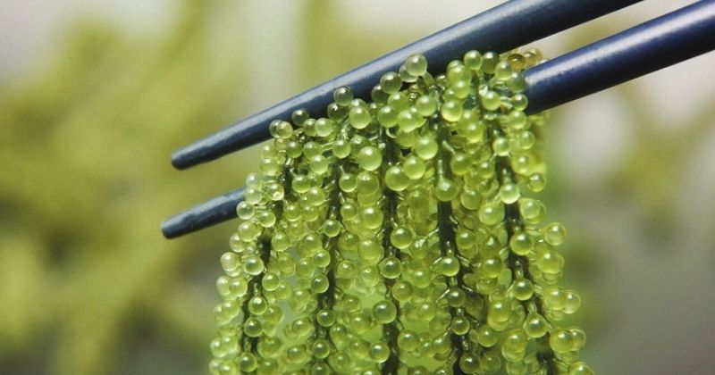 Rong nho giàu vitamin E, C giúp làm đẹp da (Ảnh: Sưu tầm Internet)