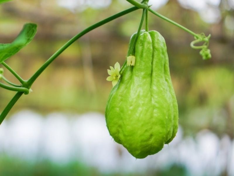 Những người bị stress ăn su su để làm dịu hệ thần kinh bản thân. (Ảnh: Phunuvagiadinh.vn)