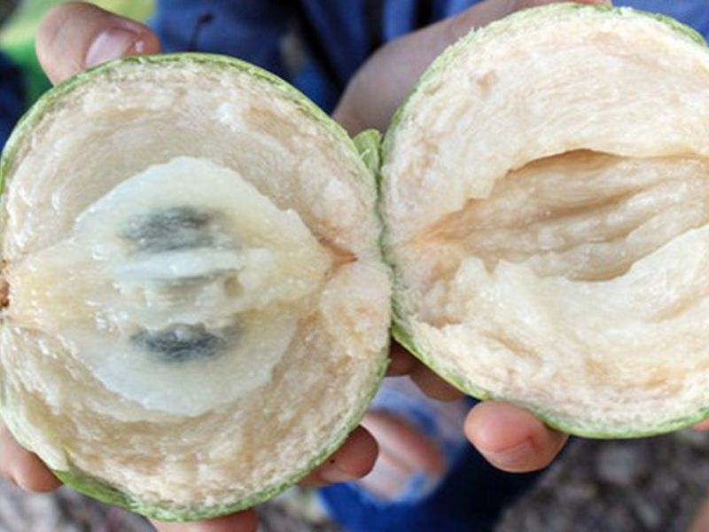 Vỏ vú sữa chứa nhiều ofacrid gây ra tình trạng táo bón. (Ảnh: Nguồn Internet)