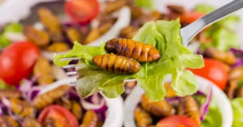 Mẹ sau sinh 11 tháng là ăn được nhộng tằm, nhộng ong (Ảnh: Sưu tầm Internet)