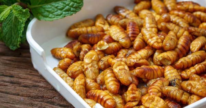 Giá trị dinh dưỡng có trong nhộng tằm, nhộng ong (Ảnh: Sưu tầm Internet)