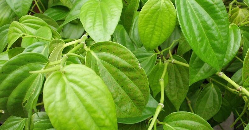 Tắm bằng lá trầu không có khả năng kháng khuẩn, kháng viêm hiệu quả (Ảnh: Sưu tầm Internet)