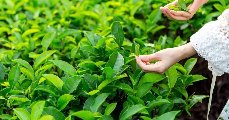 Mẹ sau sinh tắm lá chè giúp ngăn ngừa viêm và nấm da (Ảnh: Sưu tầm Internet)