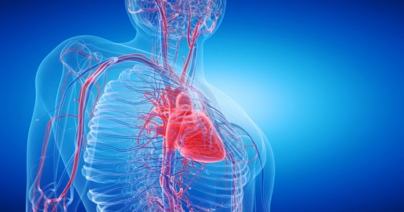 Uống nước lá chè để ngăn ngừa bệnh tim mạch (Ảnh: Sưu tầm Internet)