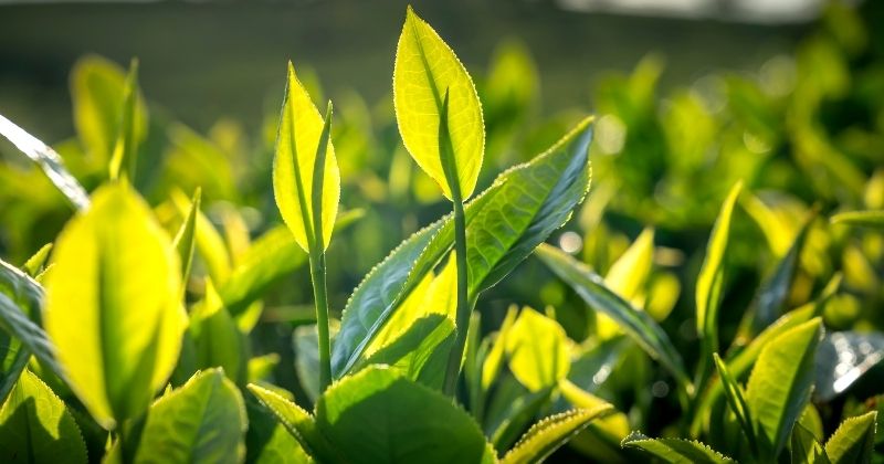 Một số lưu ý khi tắm bằng lá chè xanh không nên bỏ qua (Ảnh: Sưu tầm Internet)