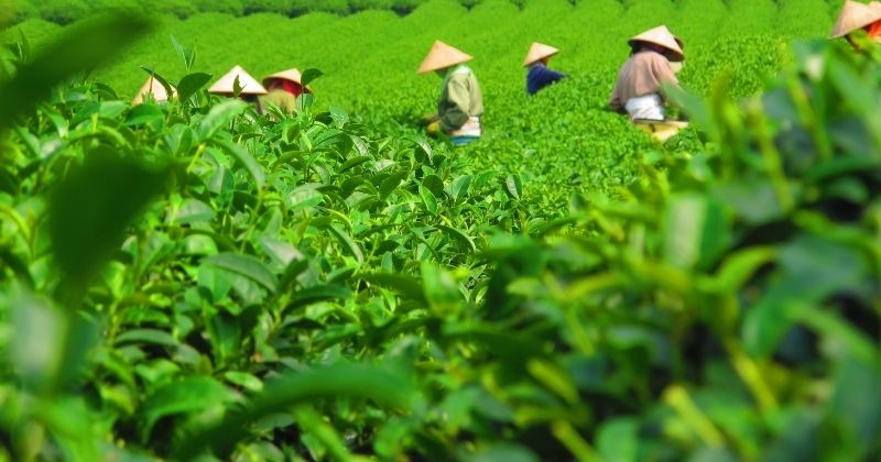 Tắm lá chè xanh có tác dụng chống lão hóa làn da hiệu quả (Ảnh: Sưu tầm Internet)