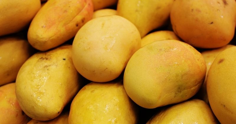 Ăn xoài giúp cải thiện sinh lý cho mẹ sau sinh (Ảnh: Sưu tầm Internet)