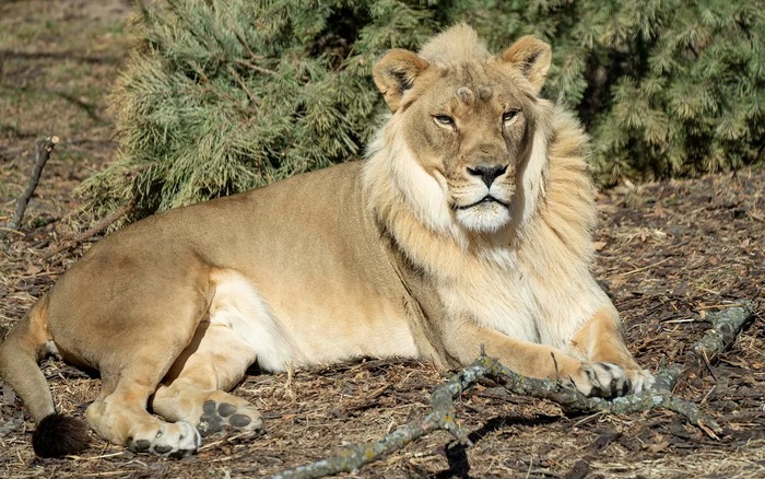 Có nhiều thành ngữ hay về con sư tử trong tiếng Anh. (Ảnh: Sưu tầm internet)