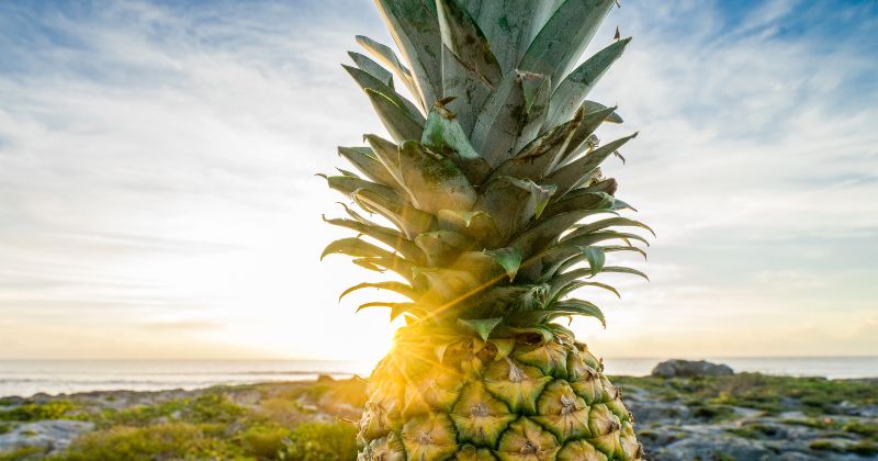 Búp dứa có công dụng làm thơm sữa mẹ. (Ảnh: Sưu tầm Internet)