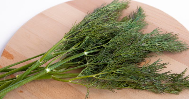 Ăn rau thì là giúp sữa đặc hơn. (Ảnh: Sưu tầm Internet)