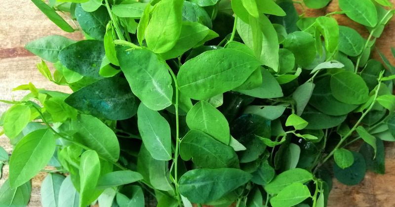 Rau ngót có công dụng làm thơm và đặc sữa. (Ảnh: Sưu tầm Internet)