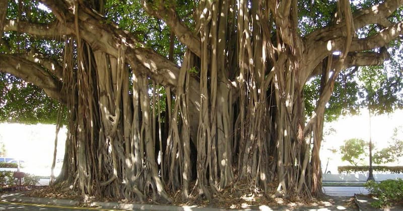 Các bài văn mẫu tả cây bóng mát chi tiết. (Ảnh: Internet)