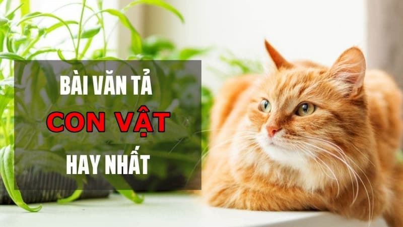 Dàn ý chung bài tập làm văn tả con vật. (Ảnh: Canva)