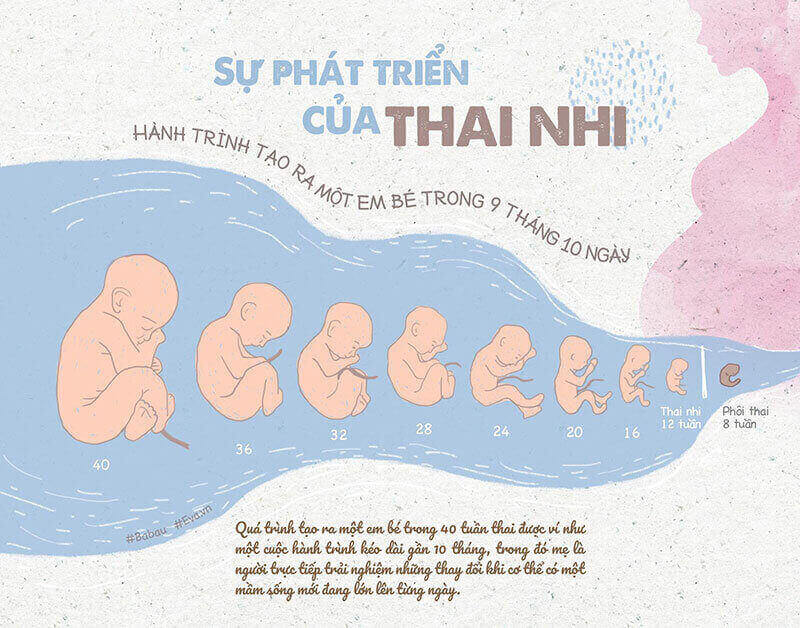 Sự phát triển của thai nhi trong 3 tháng đầu. (Ảnh: Sưu tầm Internet)