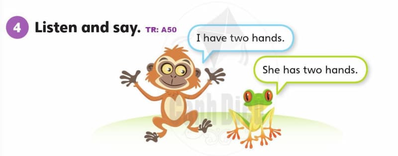 Danh từ số ít số nhiều với "Have". (Ảnh: Sách Cánh diều)