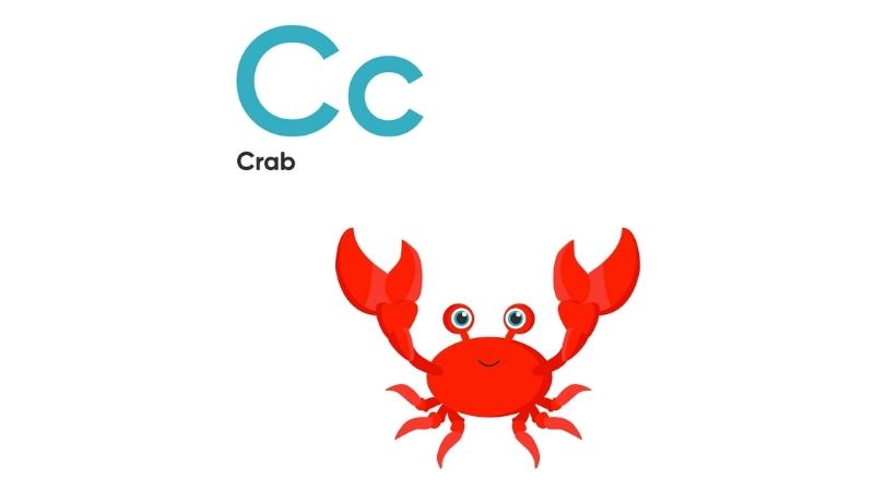 Các con vật dưới nuớc bằng tiếng Anh. (Ảnh: Shutterstock.com)