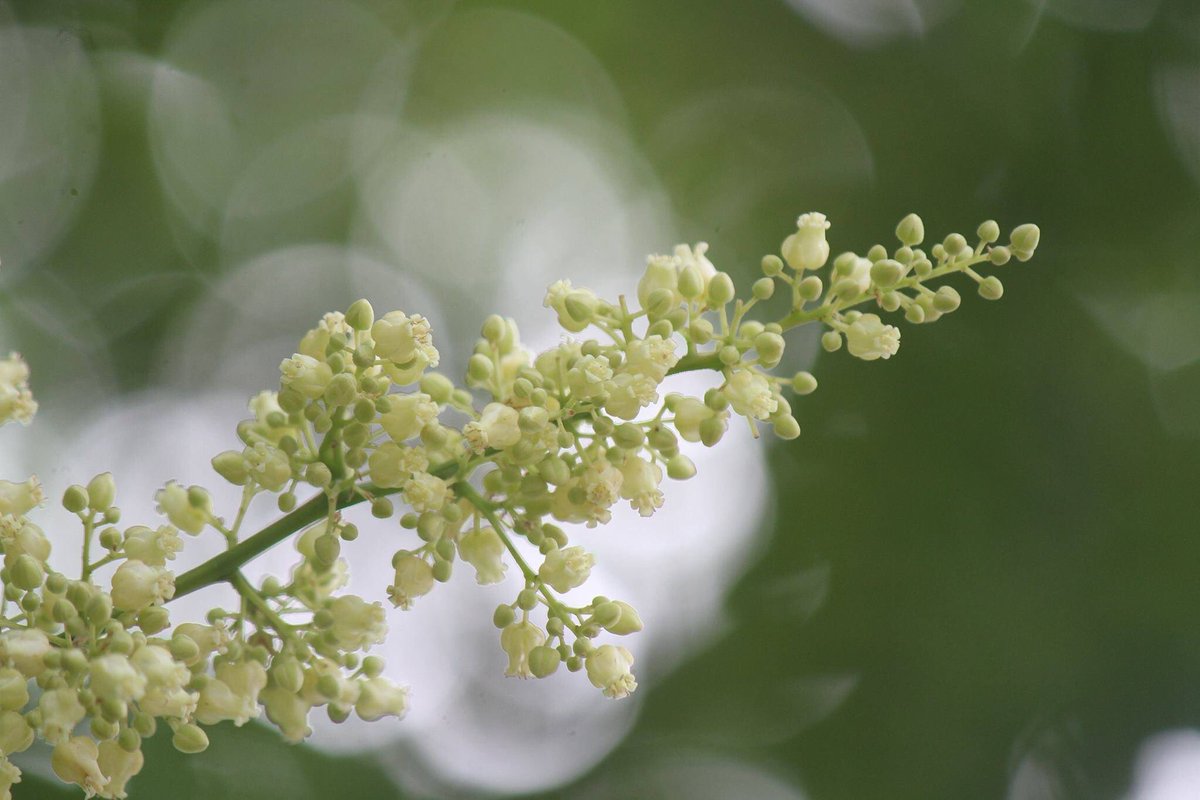 Hoa sấu khi vào mùa. (Ảnh: Sưu tầm Internet)