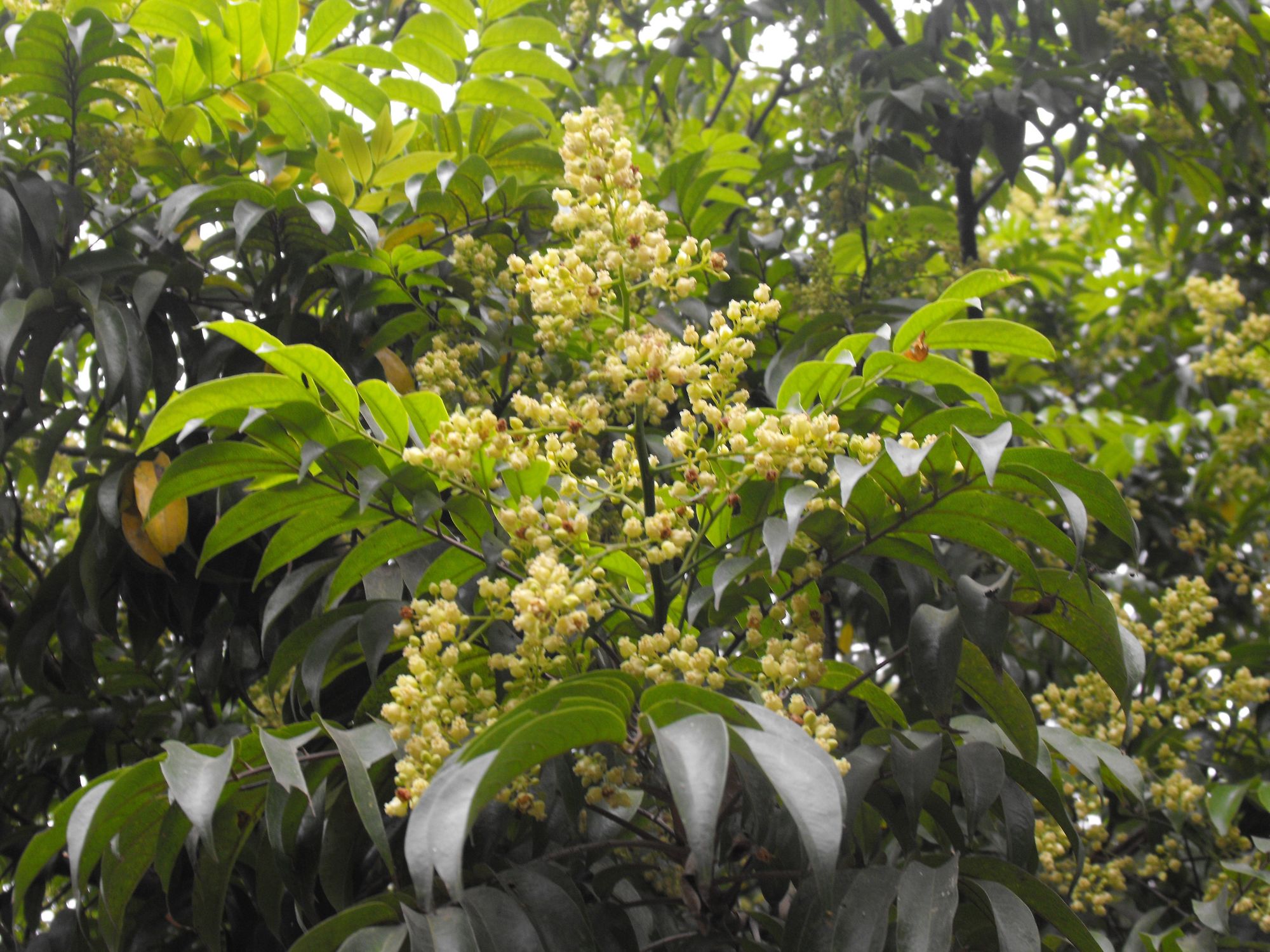 Những tán lá của cây sấu. (Ảnh: Sưu tầm Internet)