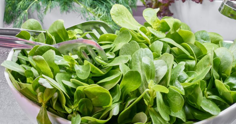 Carbohydrate có nhiều trong rau xanh tốt cho sức khỏe (Ảnh: Sưu tầm Internet)