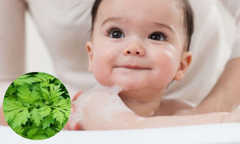 Ngải cứu giúp chữa ho cho trẻ. (Ảnh: Nguồn Internet)