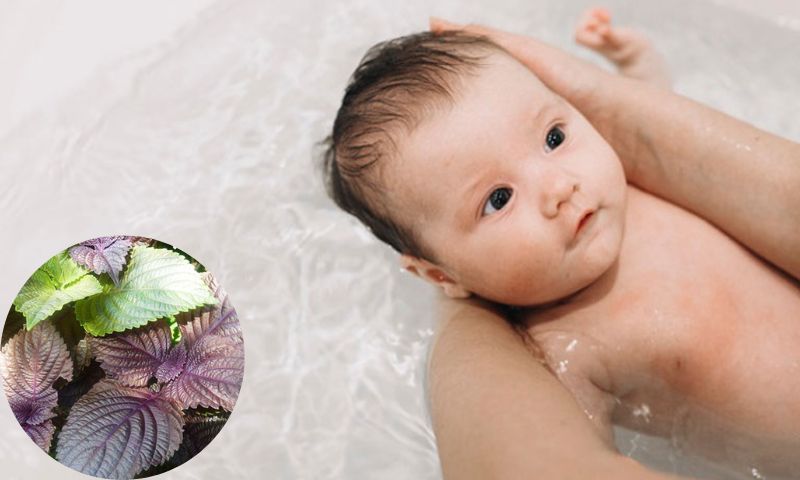 Tía tô làm giảm các triệu chứng sổ mũi, thở khò kè. (Ảnh: Nguồn Internet)