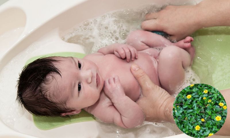 Đun nước tắm từ cây sài đất giúp trẻ