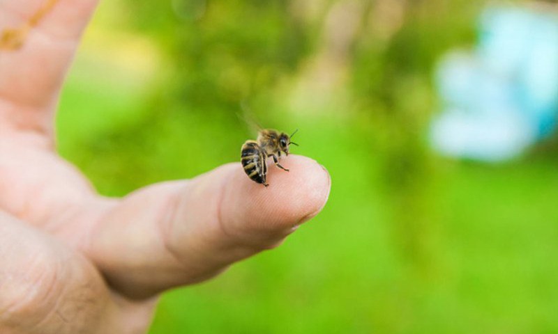 Những biểu hiện của bé khi bị ong cắn (Nguồn: Sưu tầm Internet)