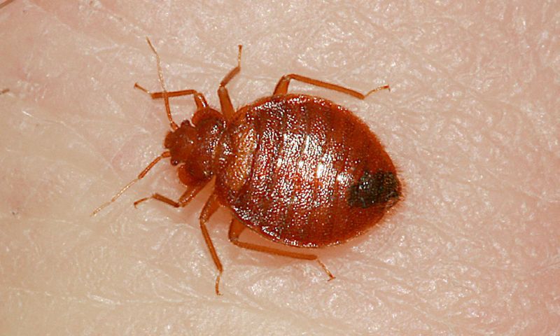 Trẻ bị rệp cắn có thể bị sốt. (Ảnh: Nguồn Internet)