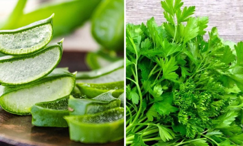 Bôi nha đam kết hợp ngò tây giảm sưng đau cho trẻ. (Ảnh: Nguồn Internet)