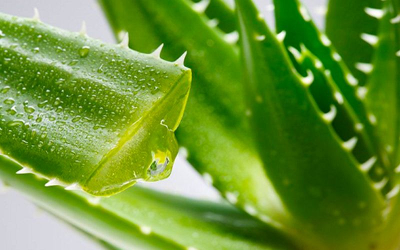 Nha đam giúp kháng viêm, giảm sưng. (Ảnh: Nguồn Internet)