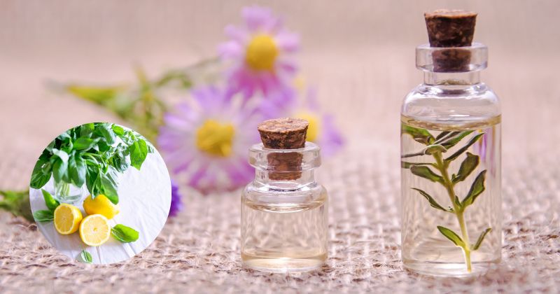 Làm mờ vết rạn da sau sinh hiệu quả bằng dầu dừa và nước cốt chanh(Ảnh: Sưu tầm Internet)