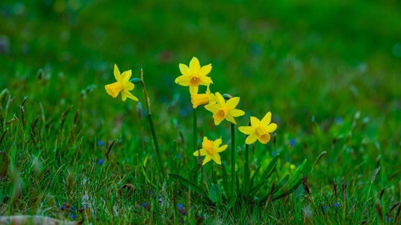 Từ vựng tiếng Anh chủ đề thực vật. (Ảnh: Canva)