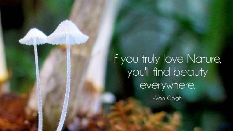 Trích dẫn hay về thiên nhiên bằng tiếng Anh. (Ảnh: Sưu tầm Internet)