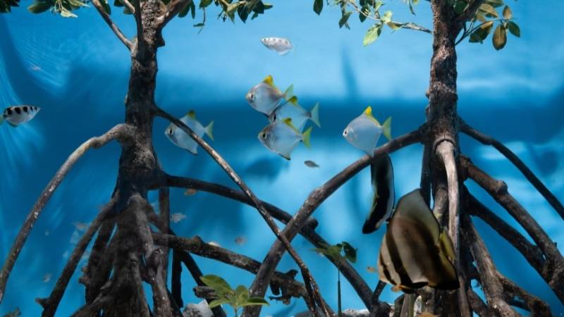 Từ vựng tiếng Anh chủ đề động vật. (Ảnh: Canva)