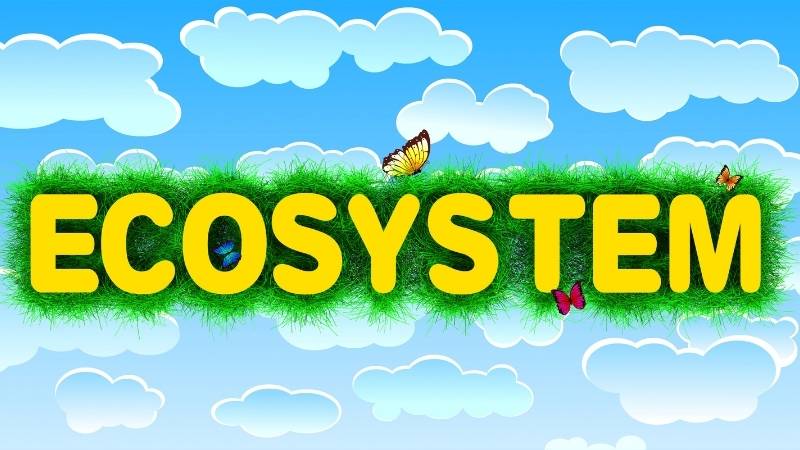 Từ vựng tiếng Anh về thiên nhiên chủ đề hệ sinh thái. (Ảnh: Canva)