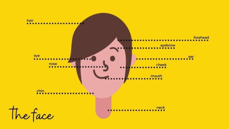 Từ vựng tiếng Anh cho bé 3 tuổi về cơ thể. (Ảnh: Sưu tầm Internet) 