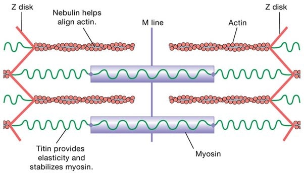 Từ dài nhất trong tiếng Anh là tên của protein Titin (Ảnh: Sưu tầm Internet)