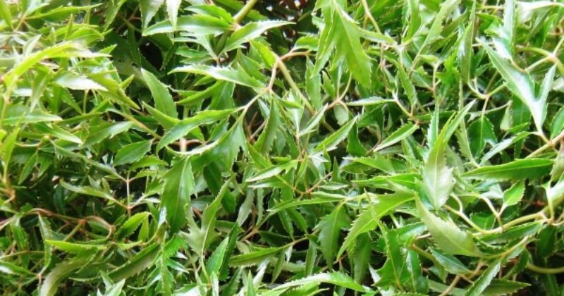 Lá đinh lăng chứa Alkaloid có tác dụng giảm đau sau sinh hiệu quả (Ảnh: Sưu tầm Internet)